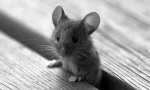 Ultrazvučni pest repeler repeler